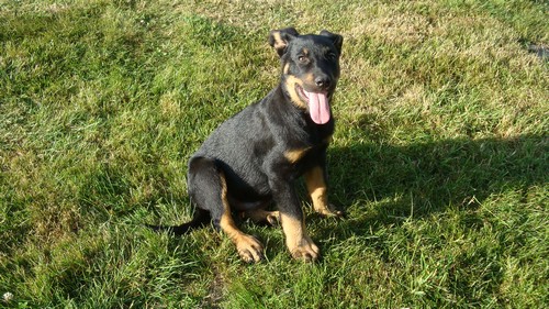 Beauceron